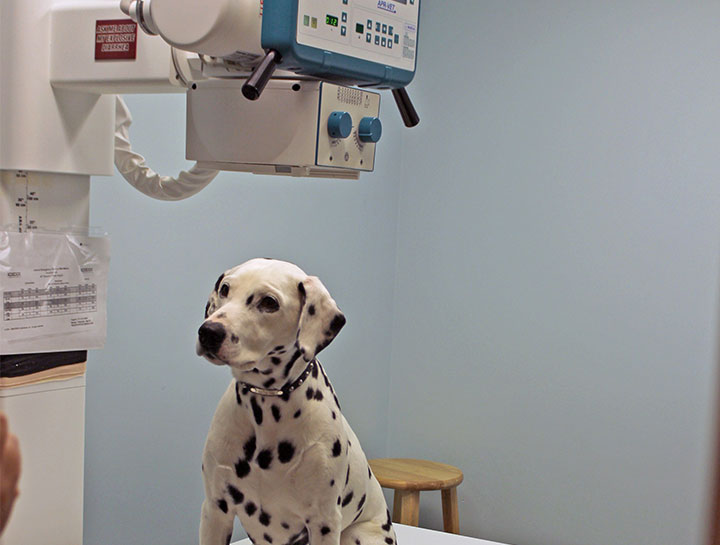 Pet Radiology